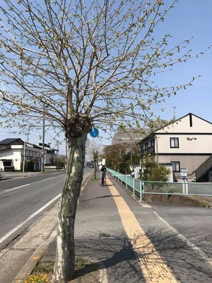 Traditional Japanese architecture and countryside